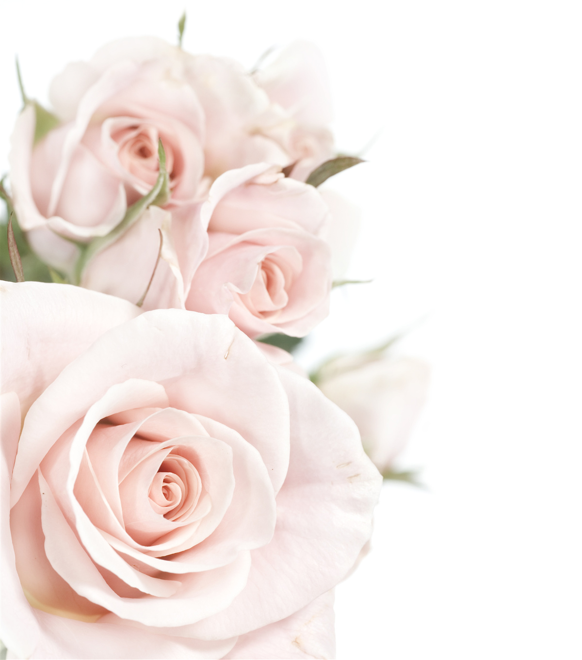 Фотошпалери букет ніжних троянд у світлих відтінках