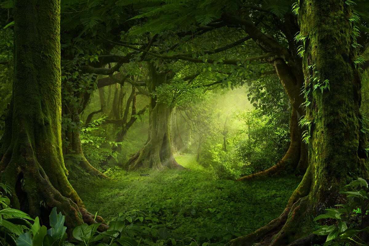 Фотошпалери сонячні промені проникають крізь густі дерева лісу