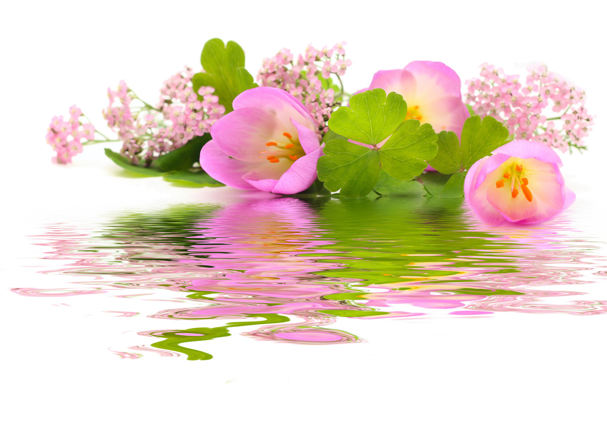Фотошпалери витончена композиція з рожевих квітів на поверхні води