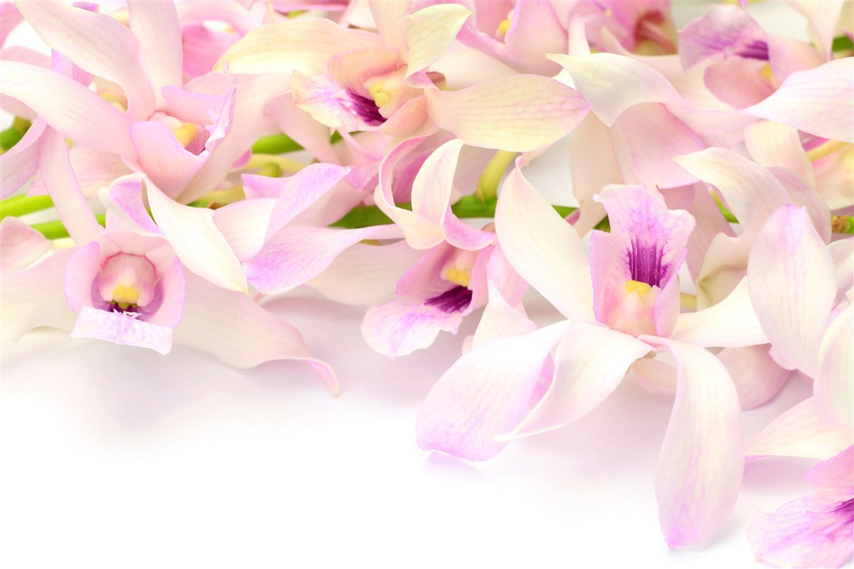 Фотошпалери ніжні рожеві квіткові бутони