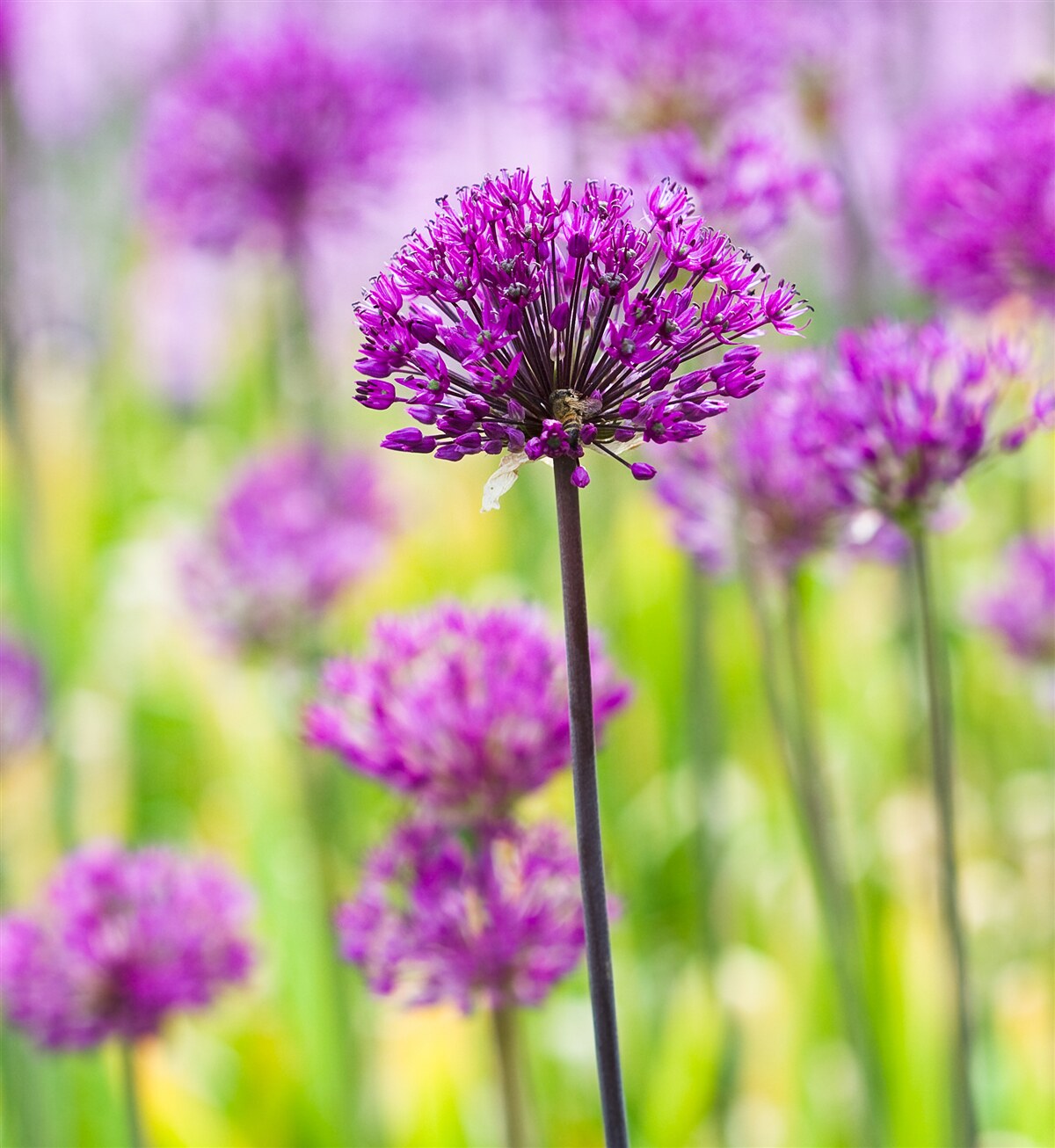 Фотошпалери ніжні фіолетові квіти, що ростуть на луках
