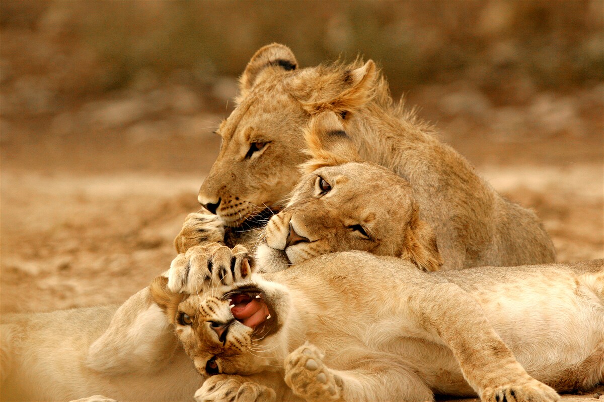 Фотошпалери сім'я левів оселилася на піщаній поверхні