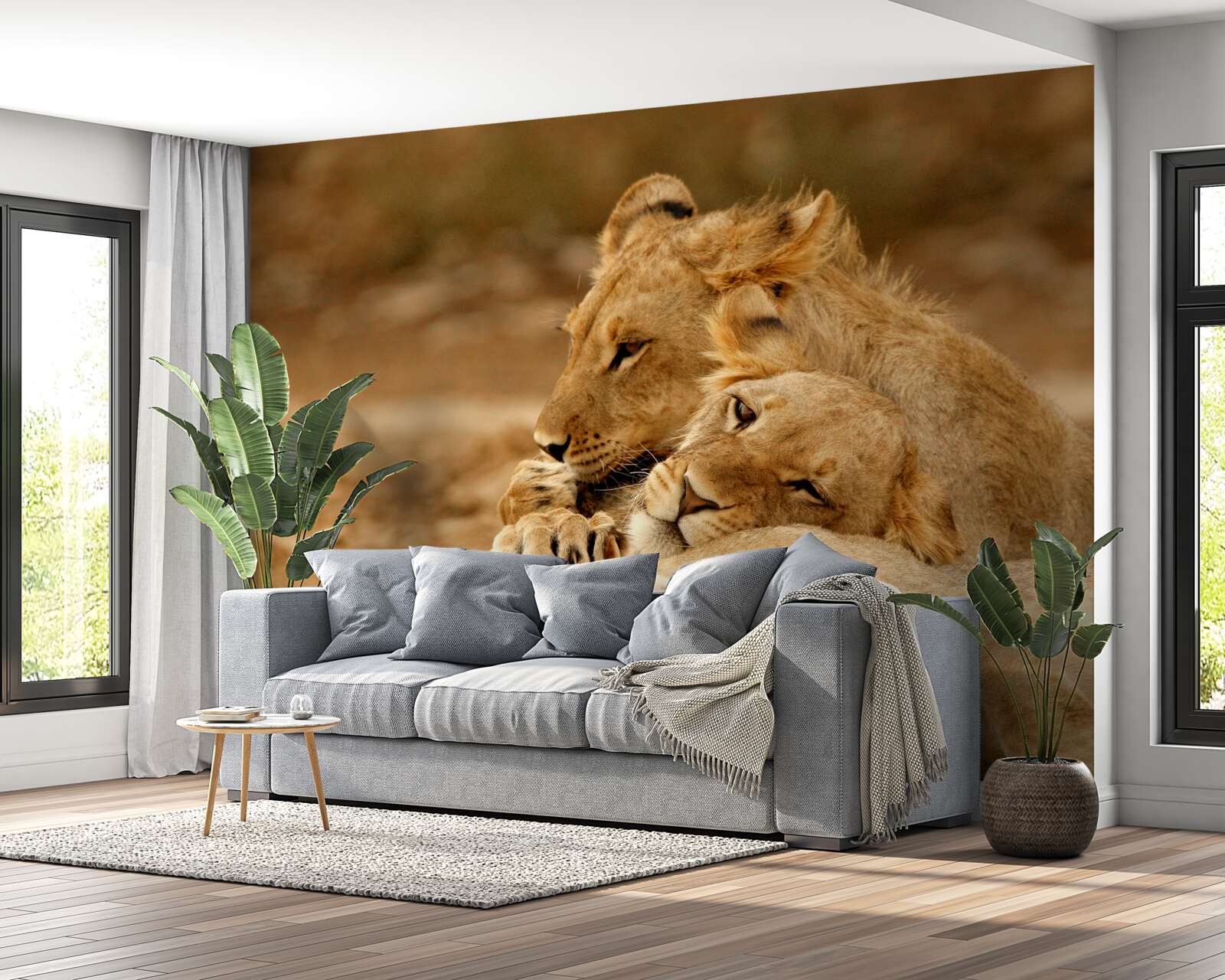 Фотошпалери сім'я левів оселилася на піщаній поверхні