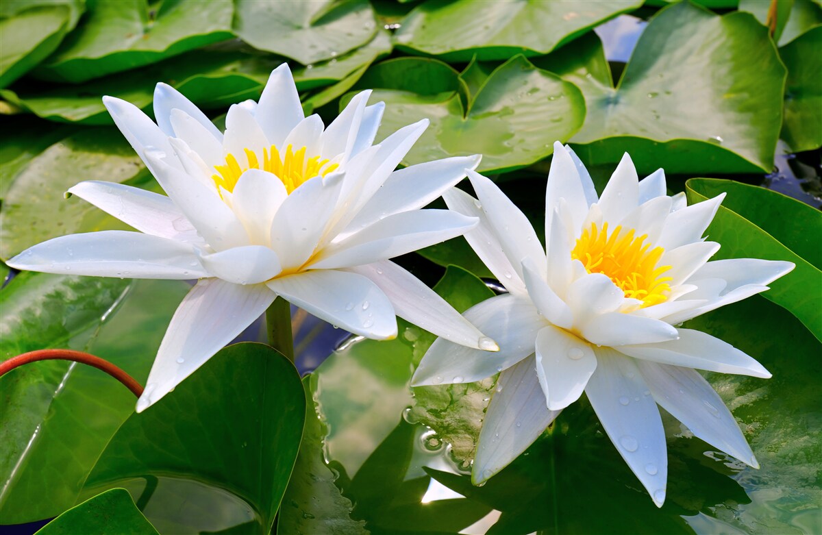 Фотошпалери біле латаття серед зеленого листя