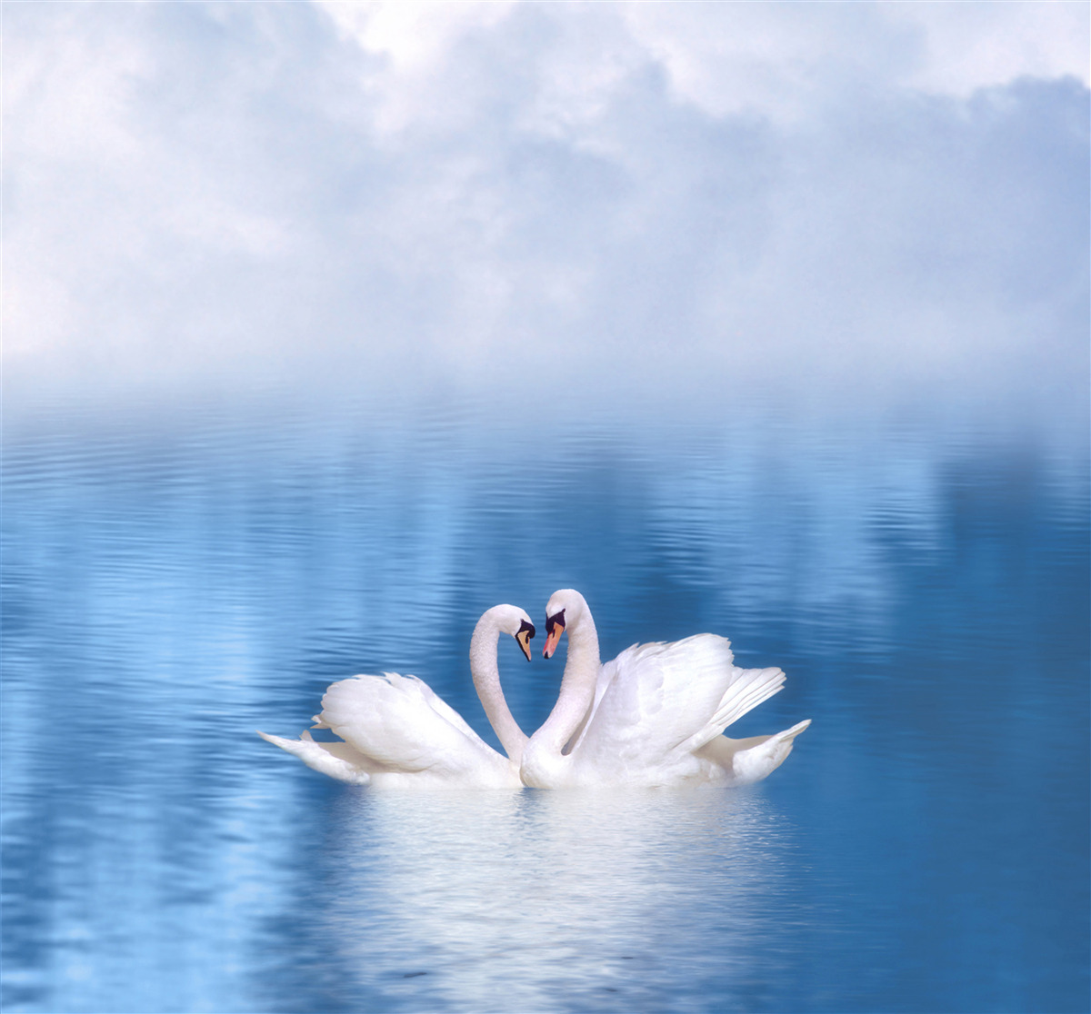 Фотошпалери два лебеді на спокійній поверхні