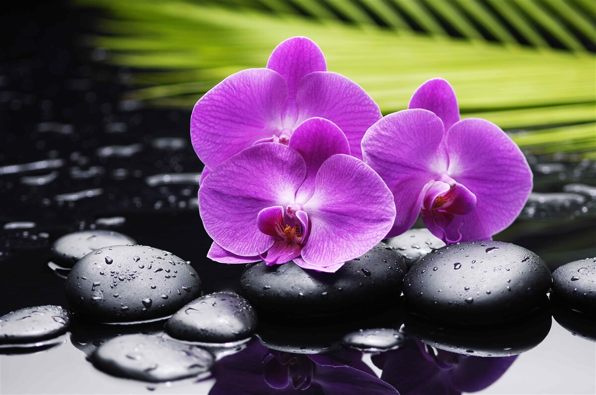 Фотошпалери фіолетова орхідея на чорному камені біля води