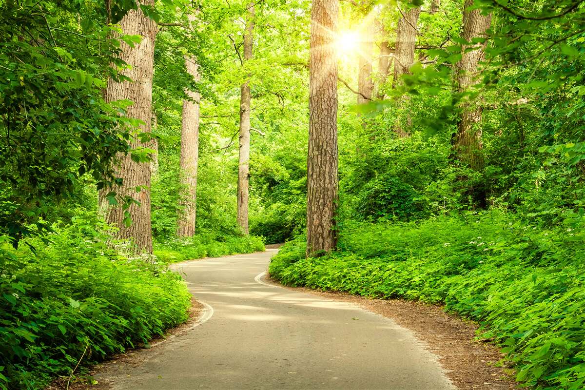 Фотошпалери яскравий день серед смарагдового лісу