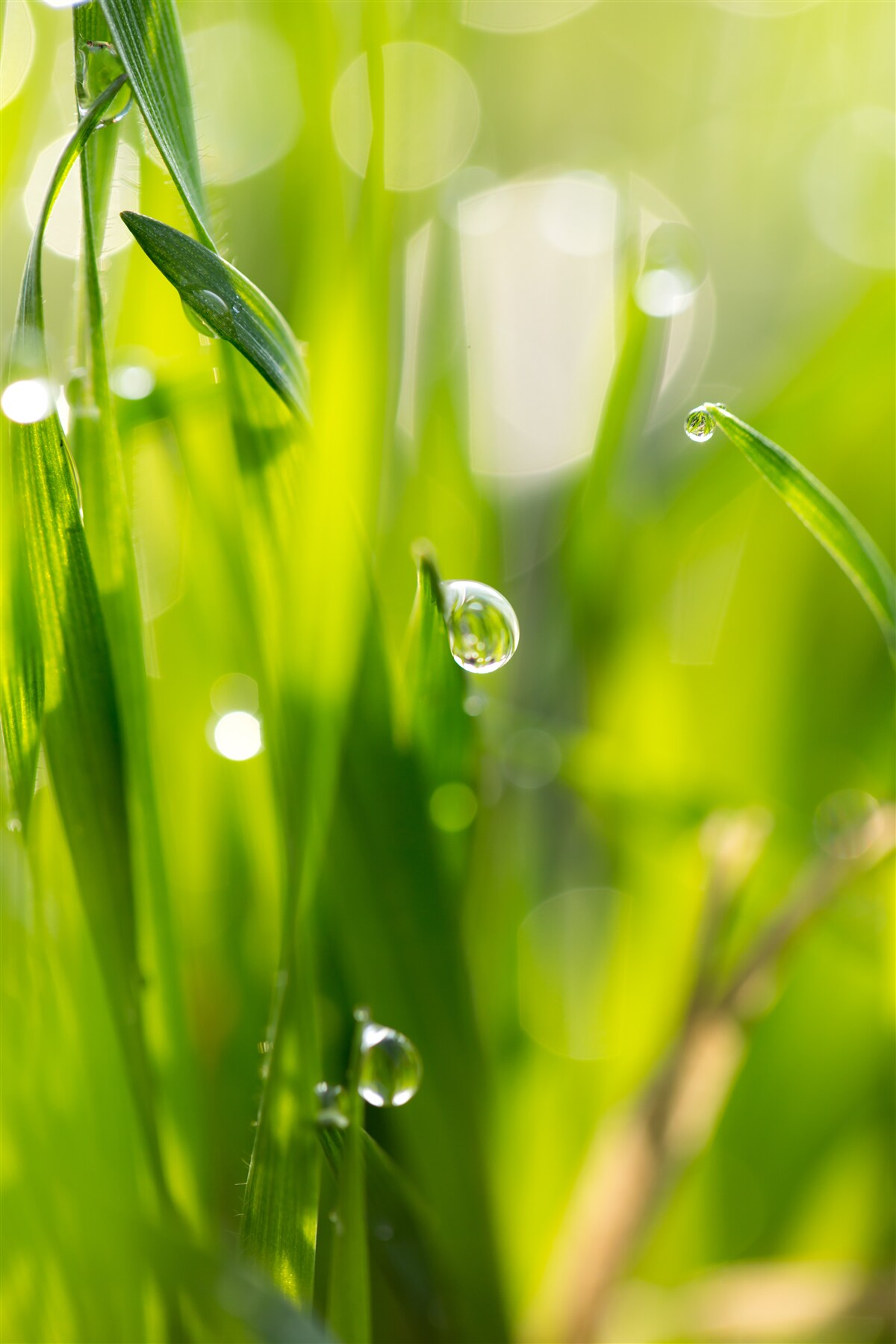 Фотошпалери ранкова роса падає на траву
