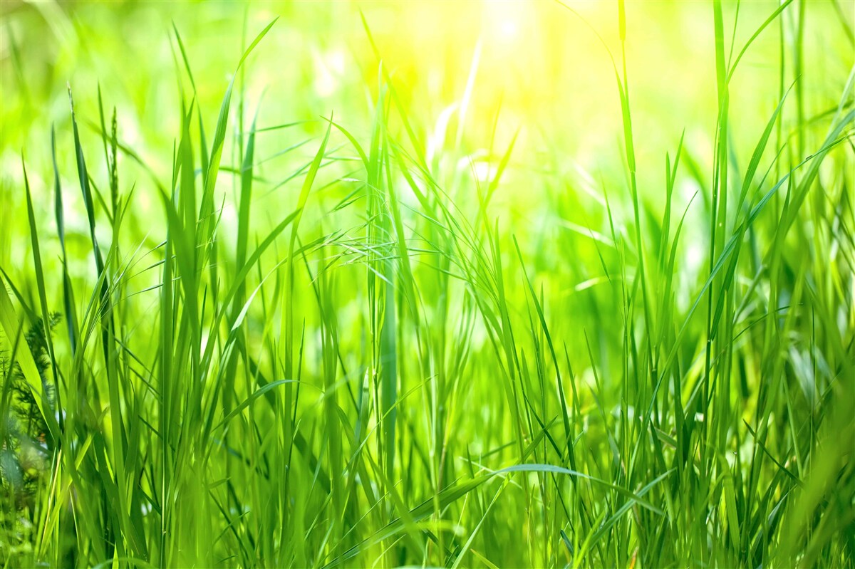 Фотошпалери ранкова роса випадає під сонячними променями