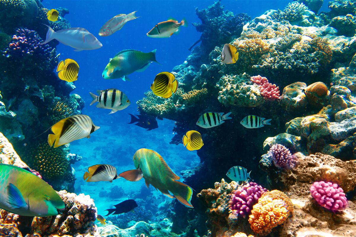 Фотошпалери кмітливі морські мешканці