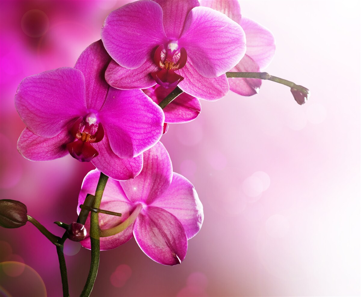 Фотошпалери витончена гілка бузкової орхідеї в променях сонця