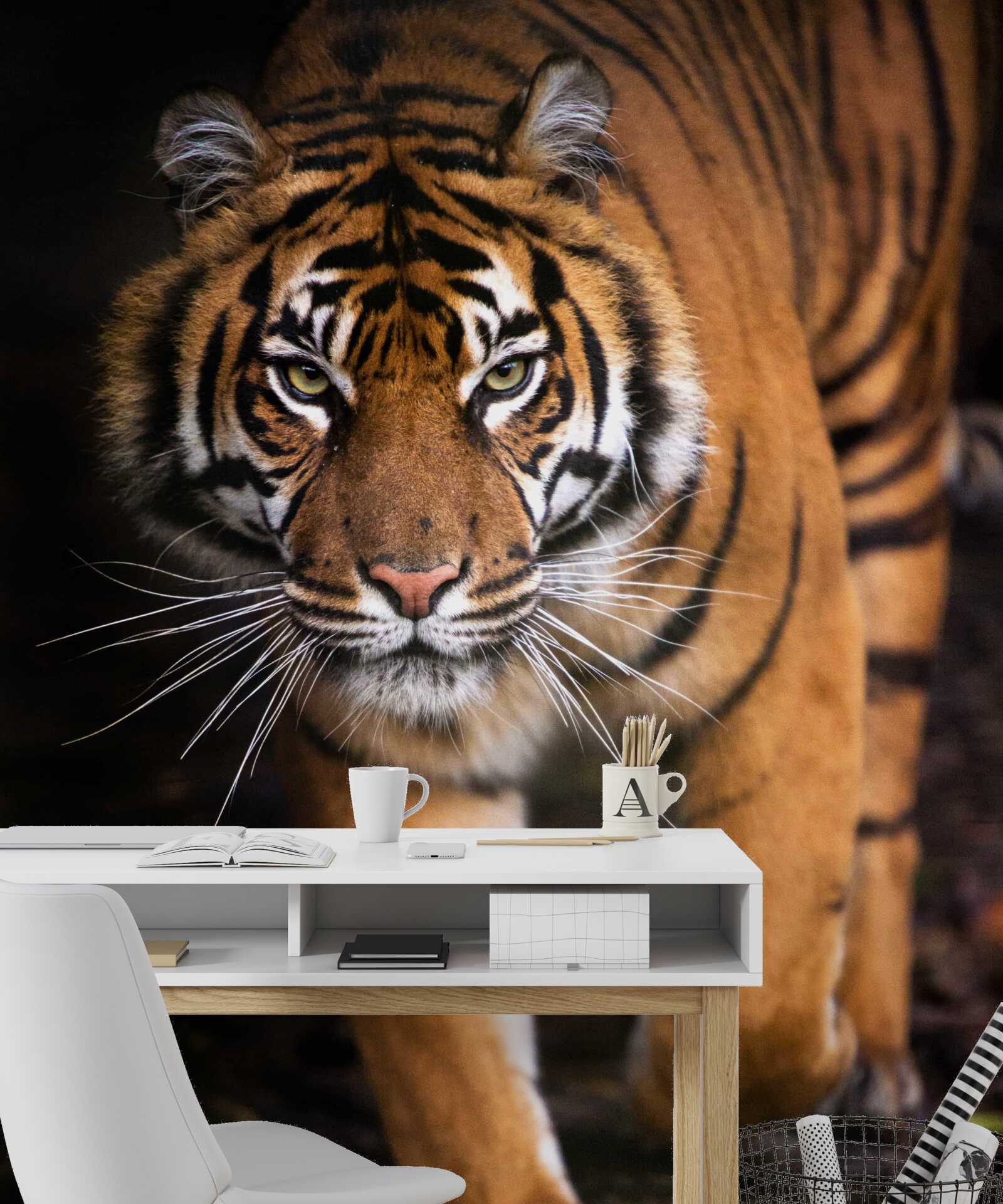 Фотошпалери дорослий тигр навшпиньки