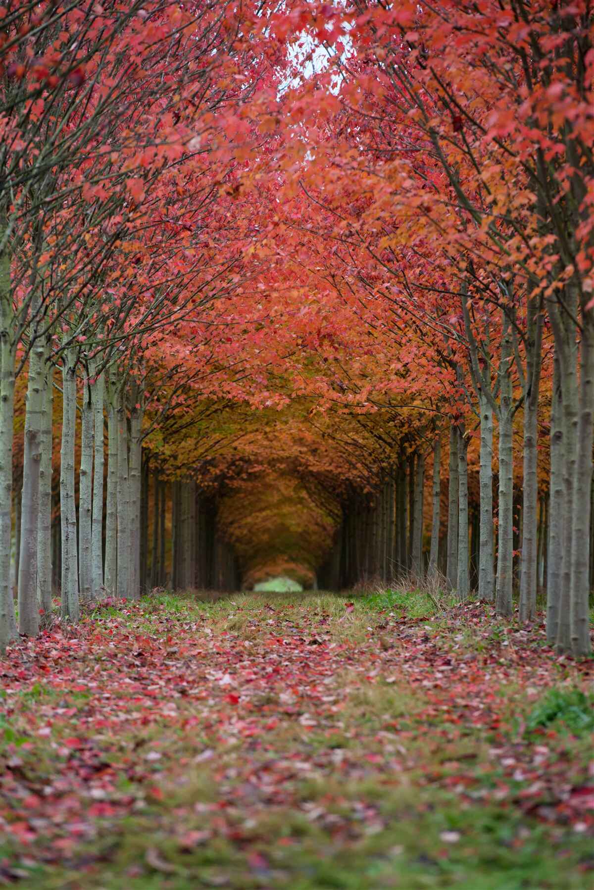 Фотошпалери арка з вишневого дерева