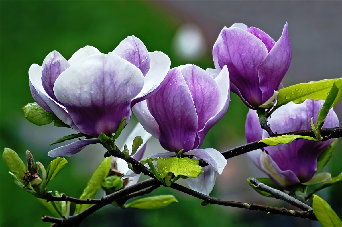 Фотошпалери витончені квіти на смарагдових стеблах