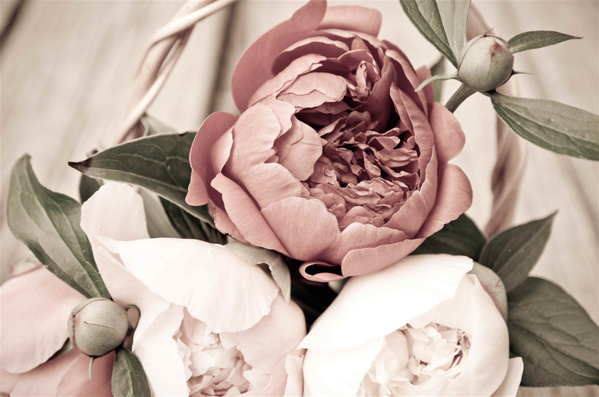 Фотошпалери ніжна троянда з пишними пелюстками, схожими на півонії