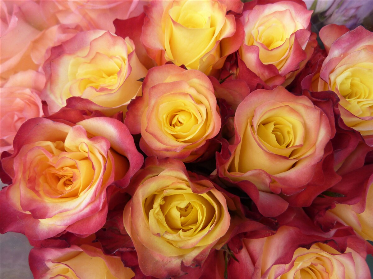 Фотошпалери рожеві тюльпани з жовтою серединкою