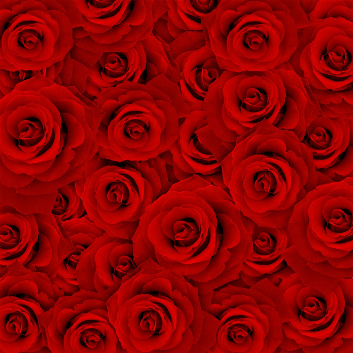 Фотошпалери багато червоних троянд