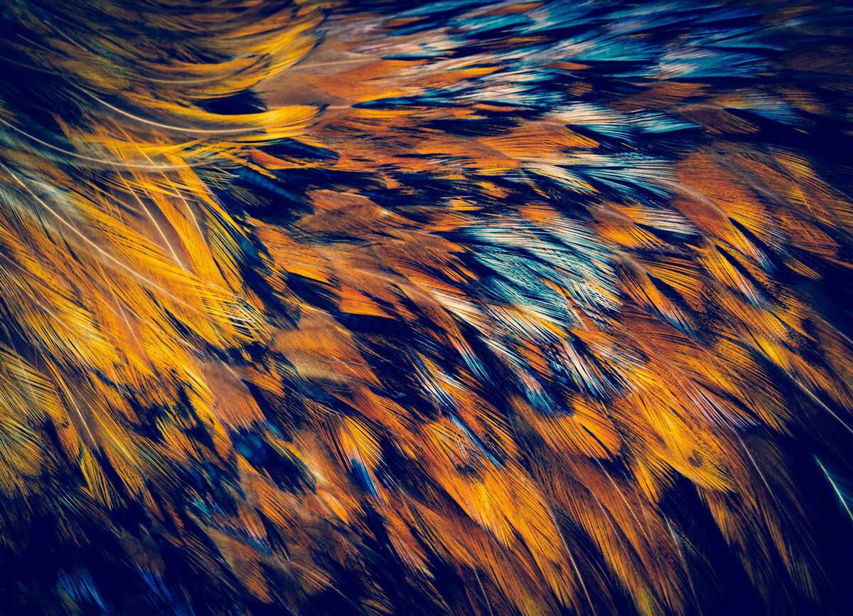 Фотошпалери золоті стебла пшениці в променях призахідного сонця