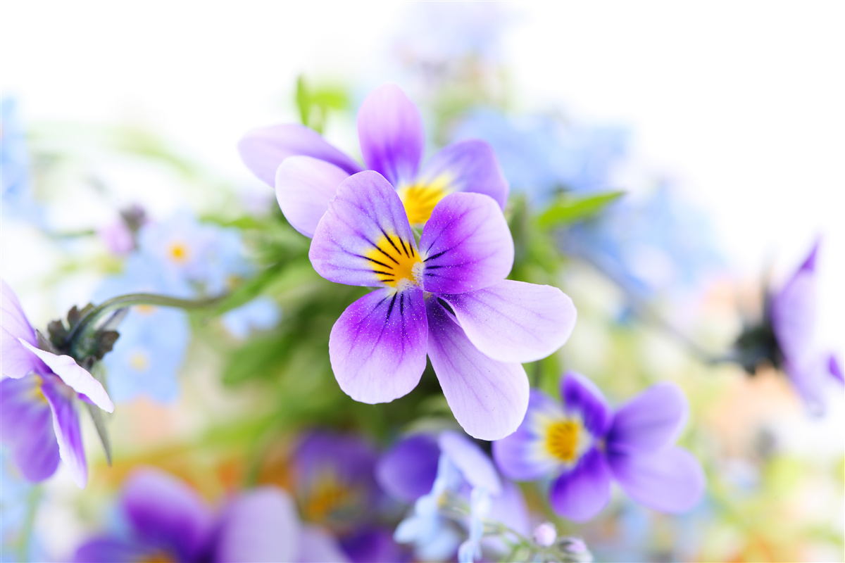 Фотошпалери в ясний день ніжні блакитні квіти