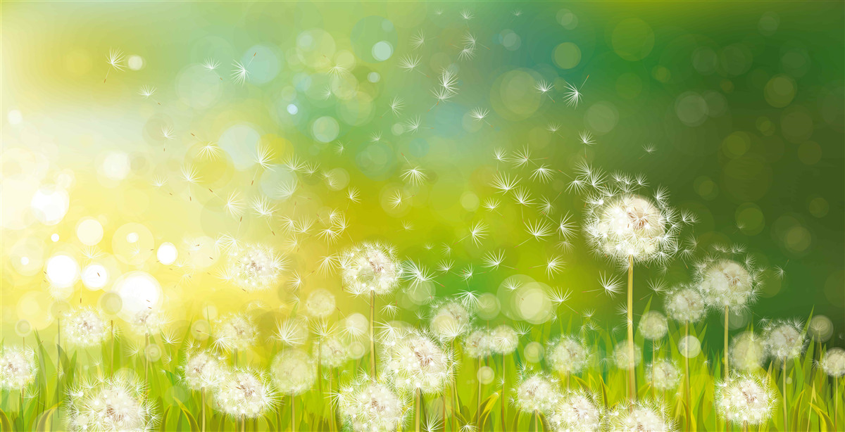 Фотошпалери літні кульбаби