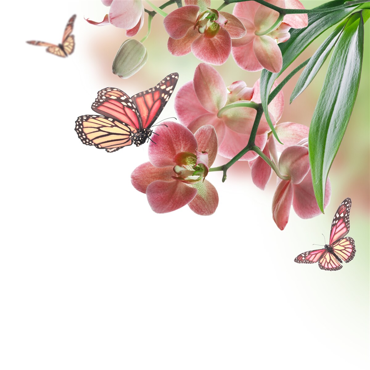 Фотошпалери метелики літають над квітучими квітковими бруньками