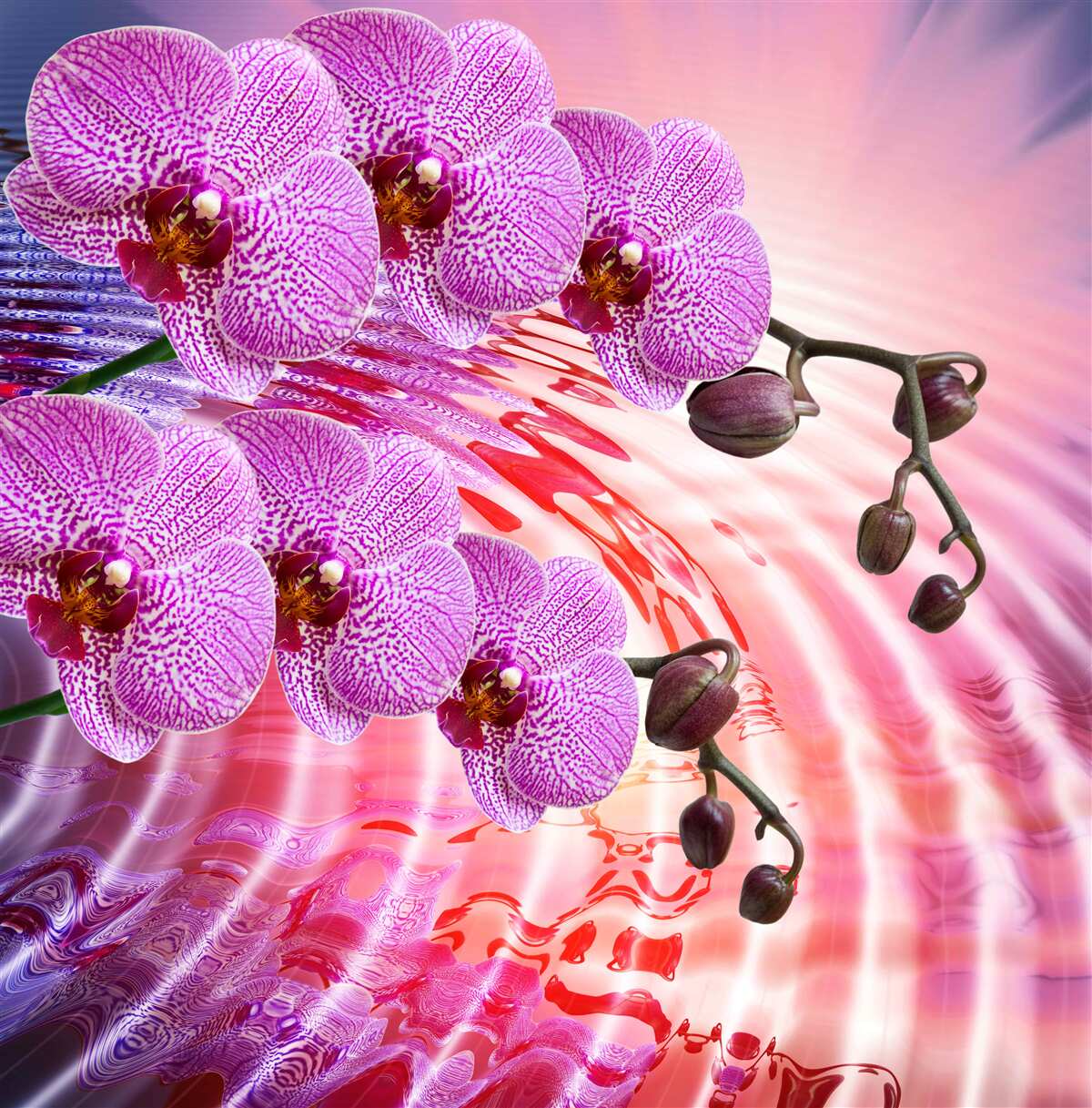 Фотошпалери відображення леопардової орхідеї з бузковими гілками