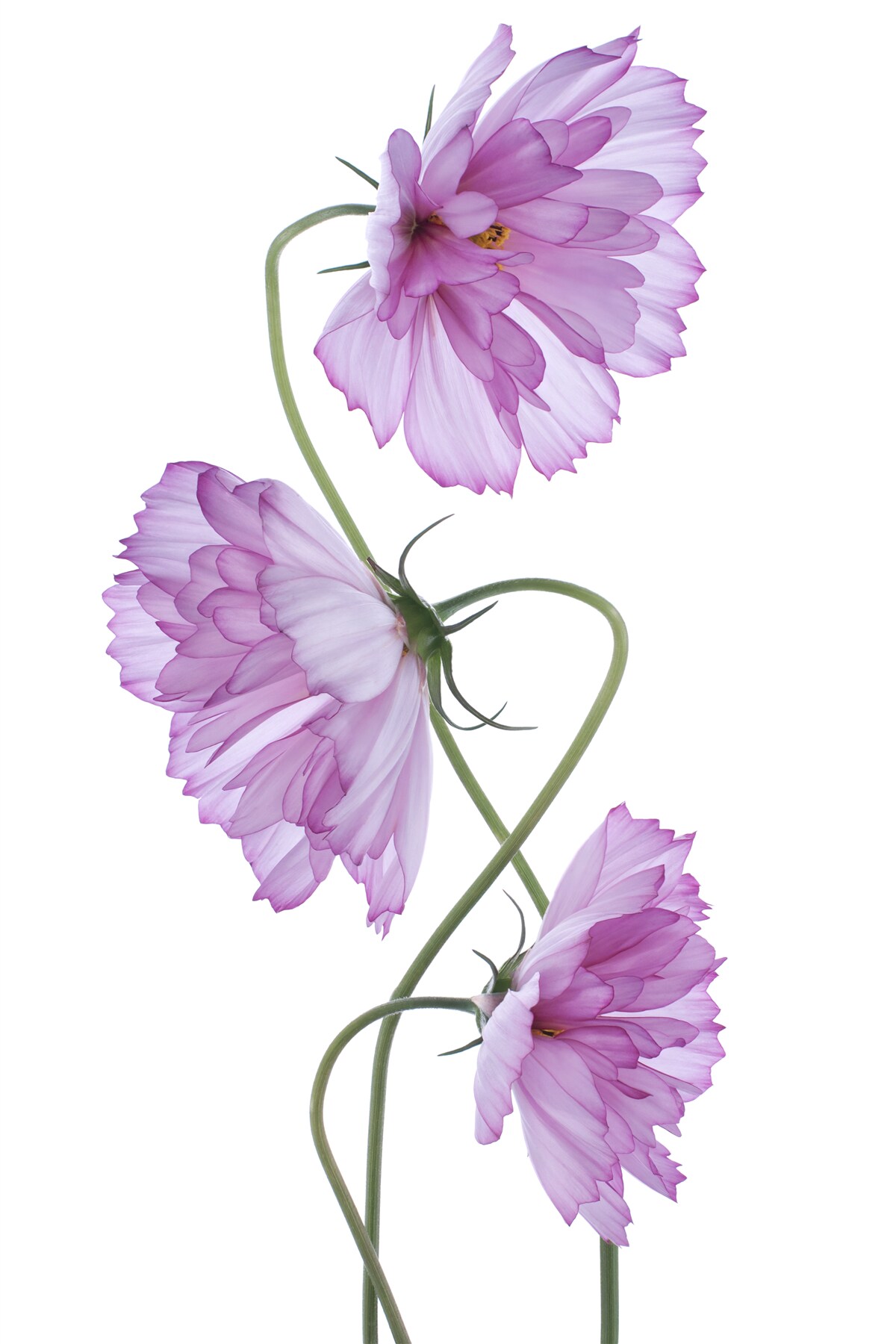 Фотошпалери скручені бузкові бутони