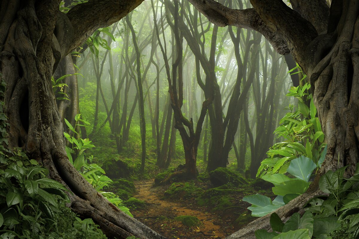 Фотошпалери пишний смарагдовий частокіл дерев