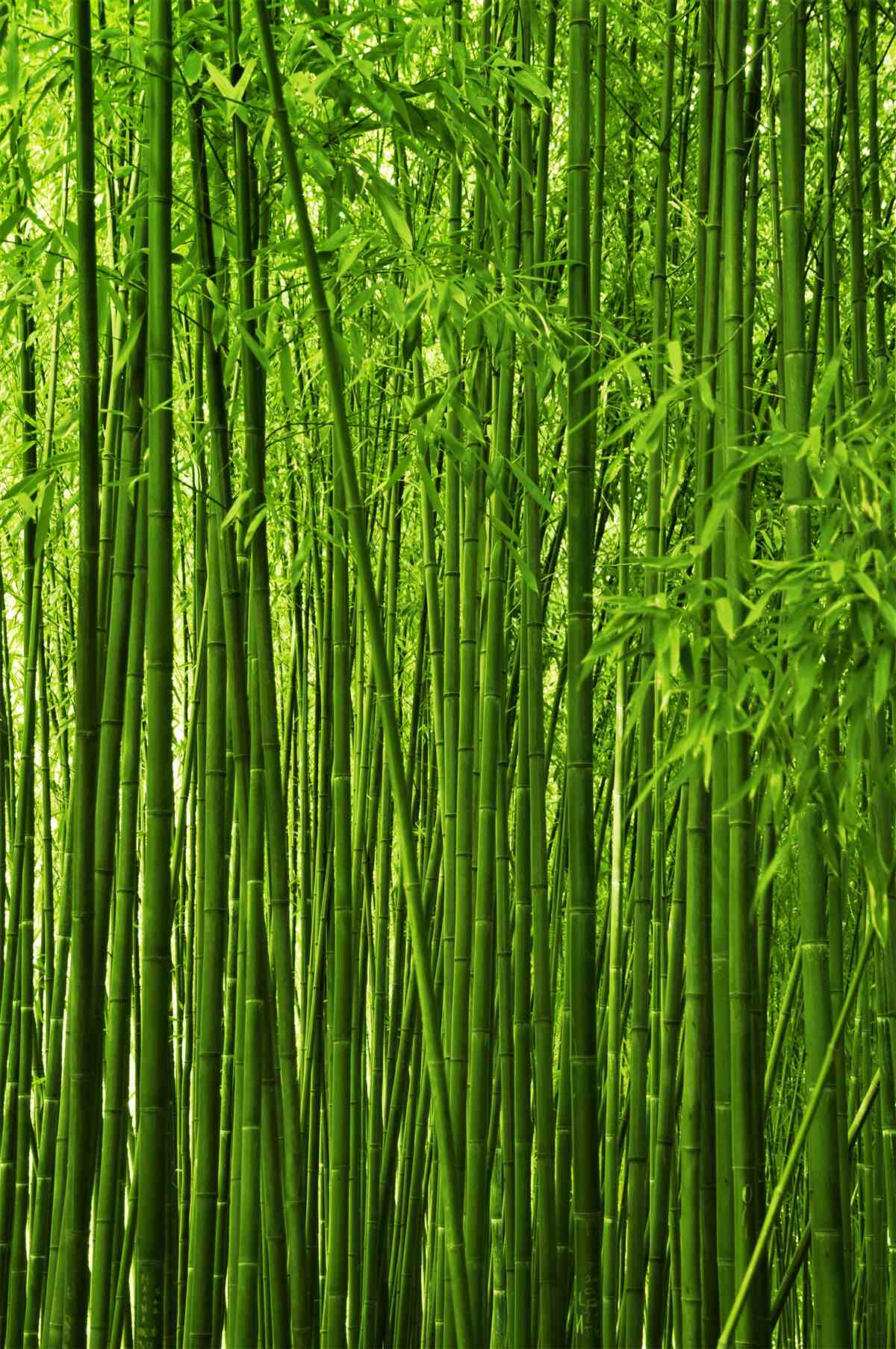 Фотошпалери щільне формування тонких бамбукових заростей