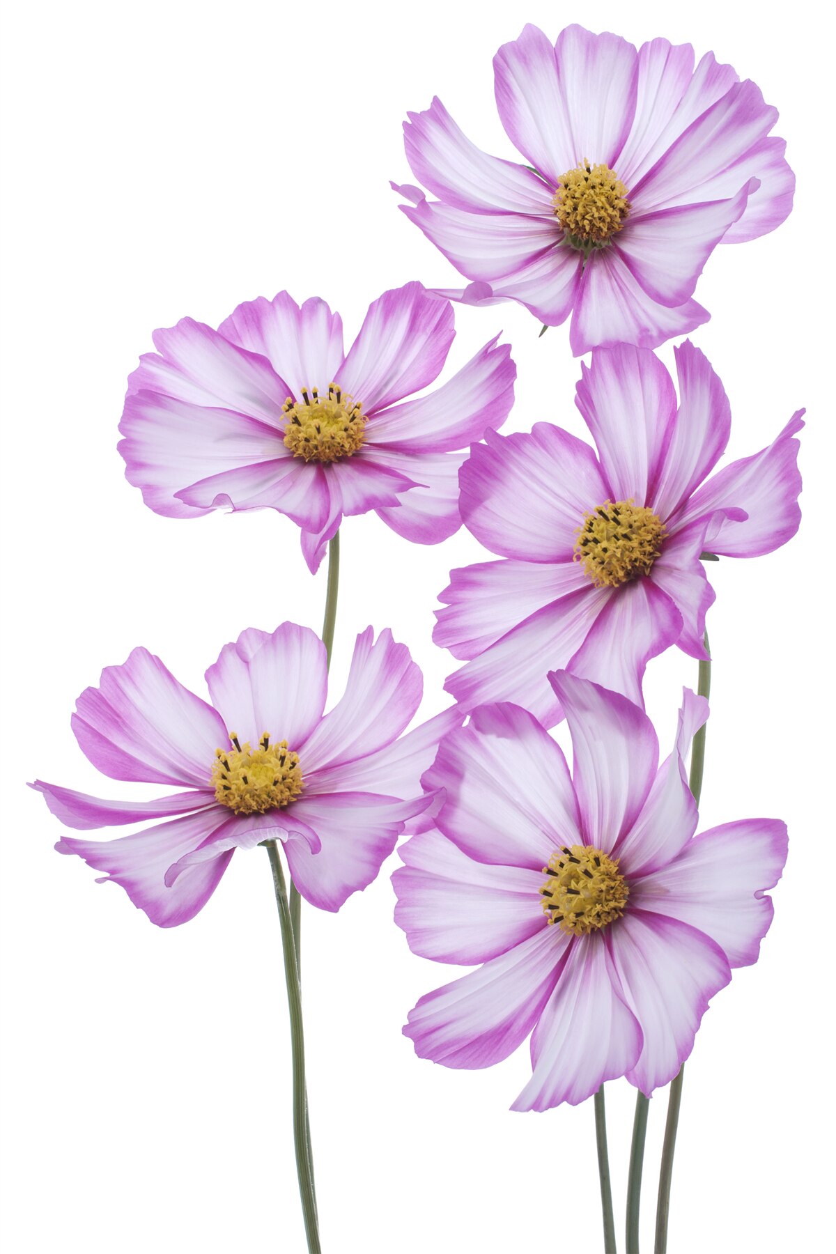 Фотошпалери на лузі цвіте витончений бузок