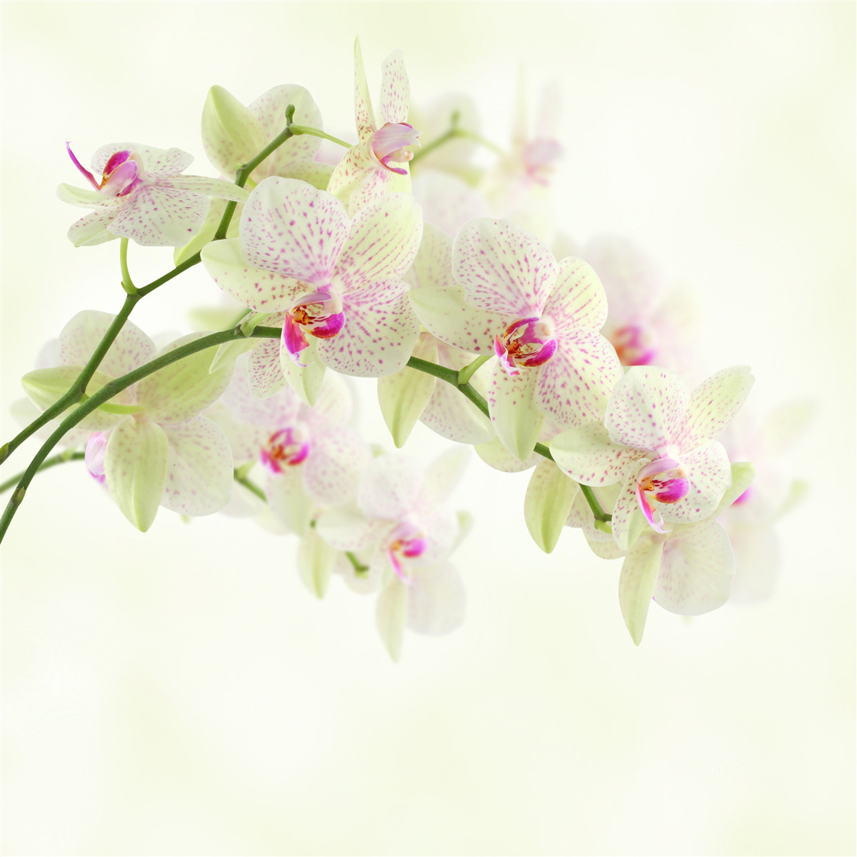 Фотошпалери надзвичайно пишні гілки з бутонами орхідей