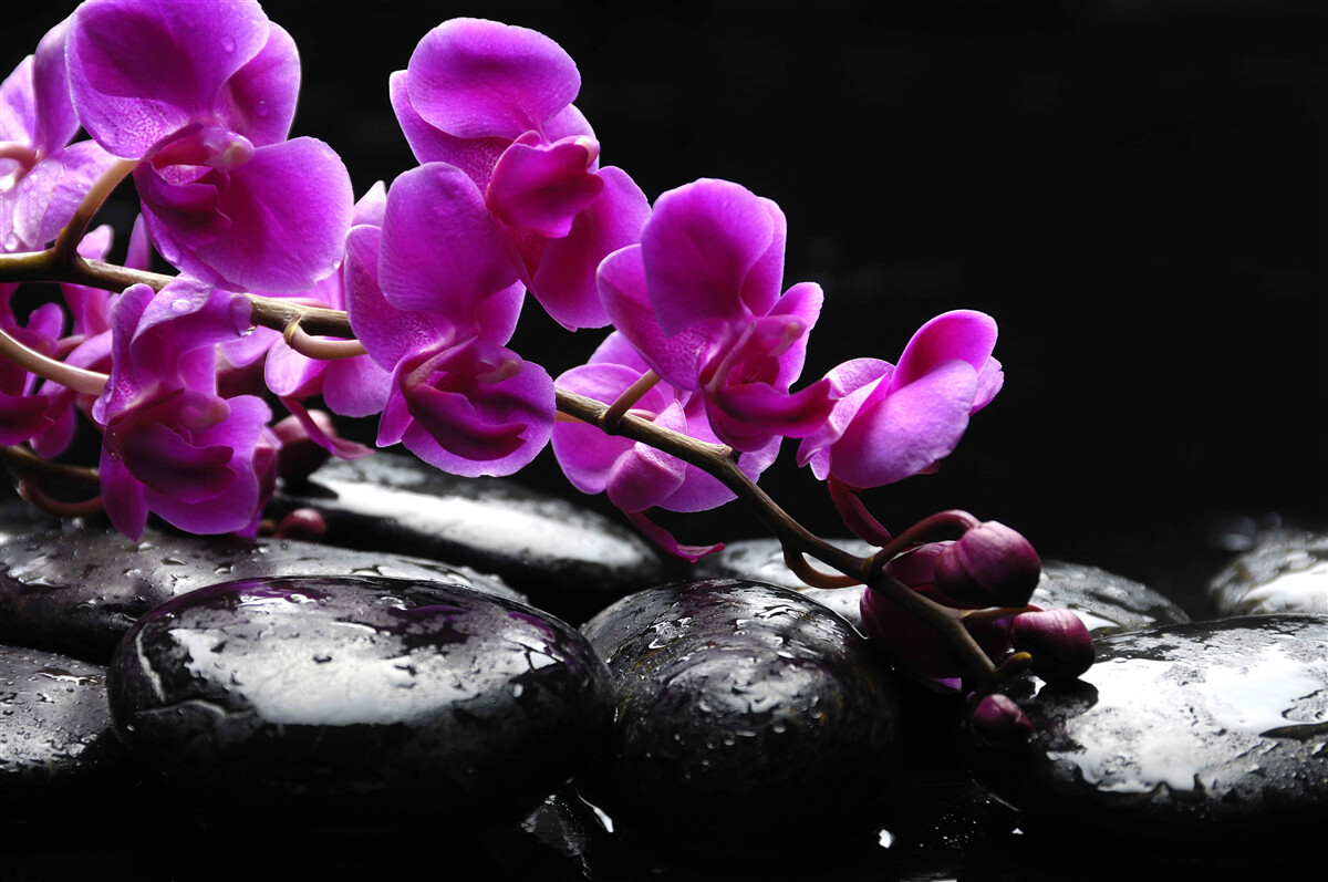 Фотошпалери чорний камінь з фіолетовою гілкою орхідеї