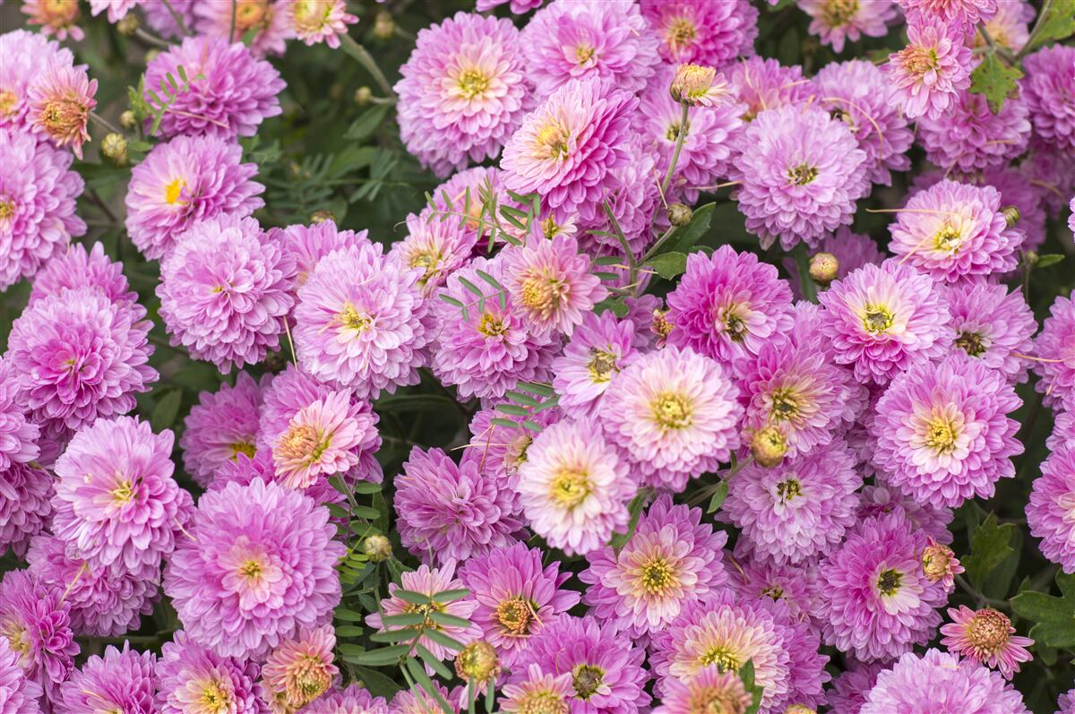 Фотошпалери красиві гербери з яскраво-бузковими ромашками