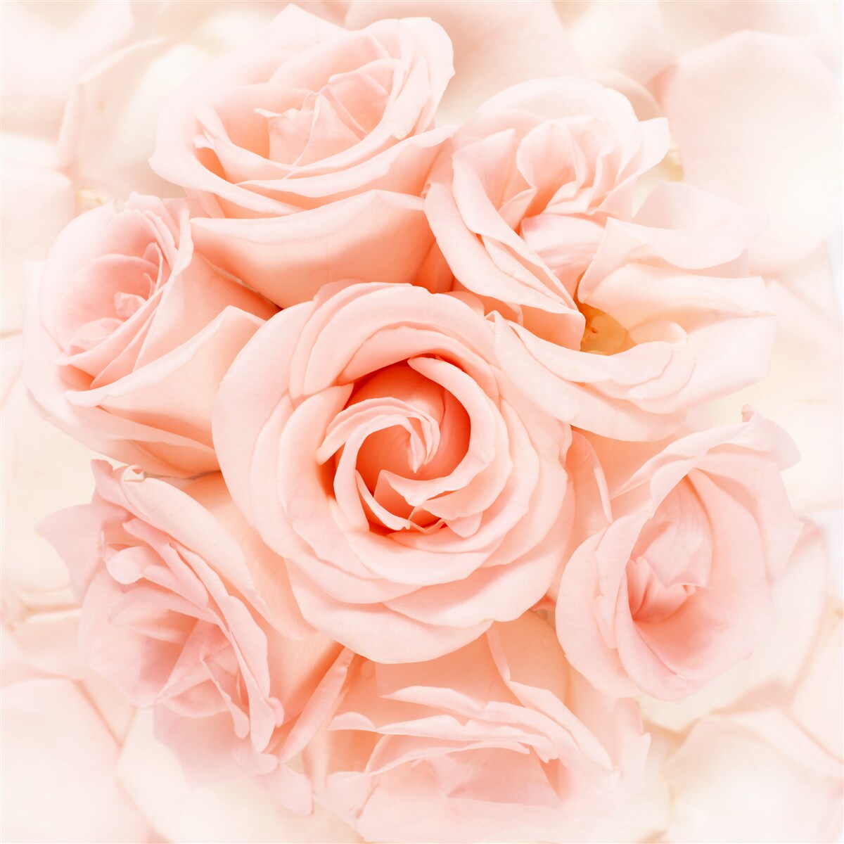 Фотошпалери бутон персикової троянди в ніжному букеті