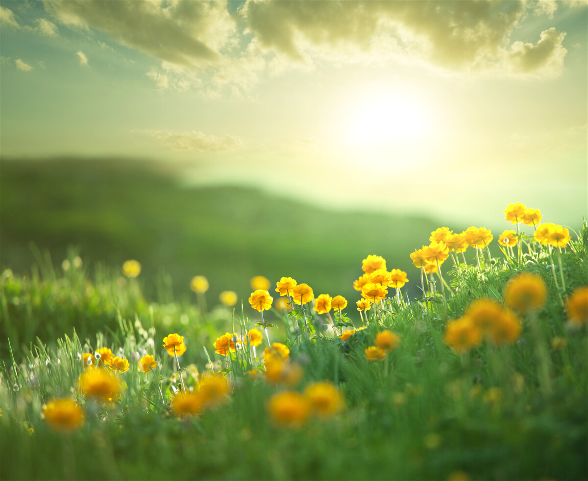 Фотошпалери на лузі золоті кульбаби зустрічають схід сонця