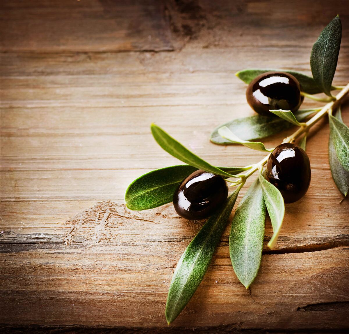 Фотошпалери гілки, прикрашені чорними оливками та зеленим листям