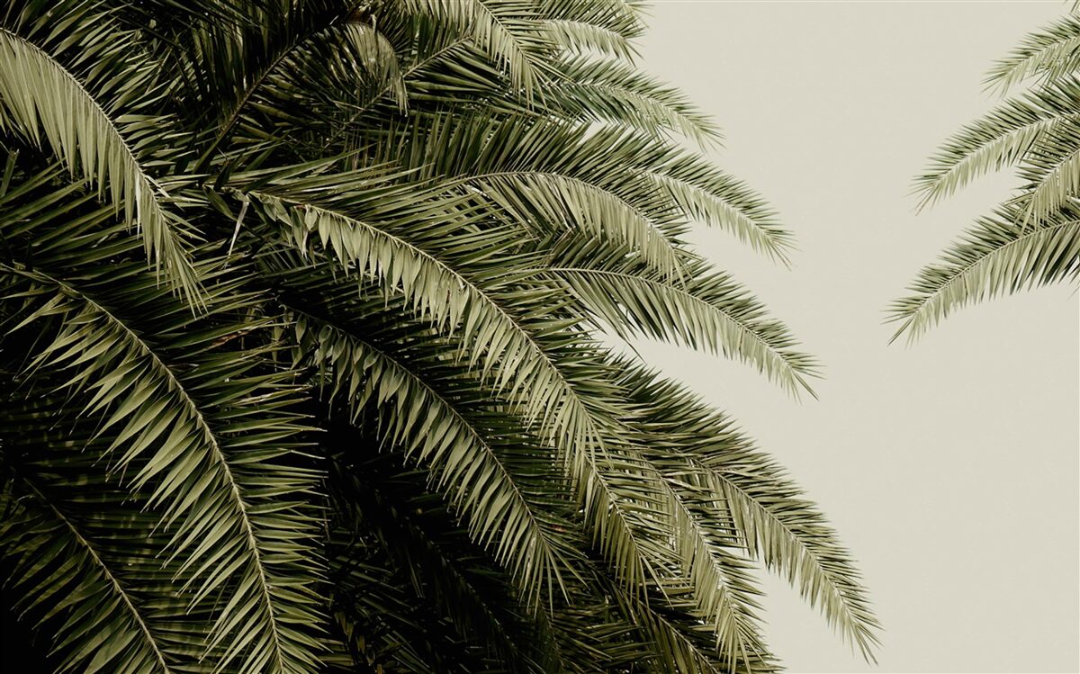 Фотошпалери листя папороті густо вкрите вологою під час дощу