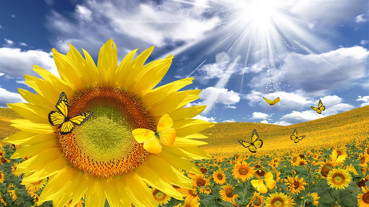 Фотошпалери золоті метелики літають у блакитному небі над полем соняшників