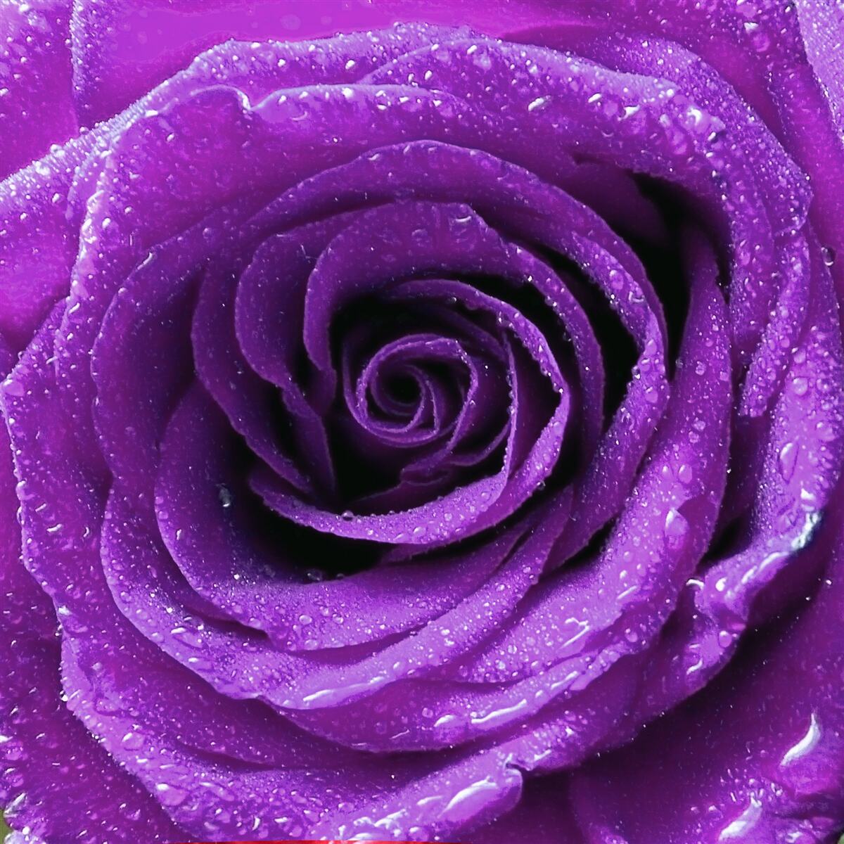 Фотошпалери великі краплі роси на пелюстках бузкової троянди