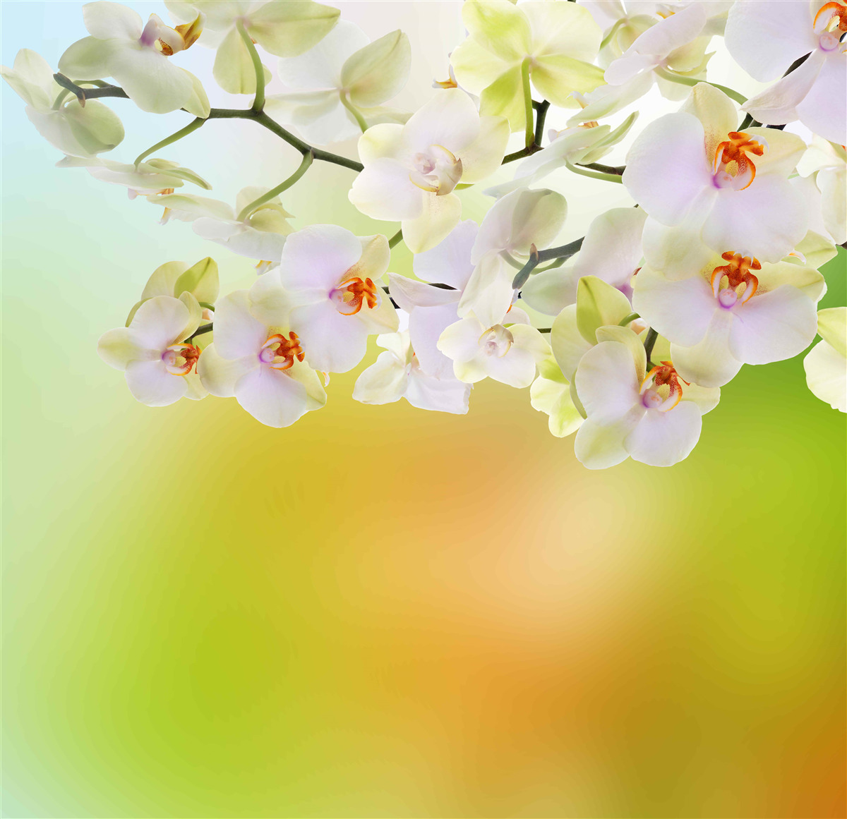 Фотошпалери на гілках розпускаються білосніжні бруньки та орхідеї
