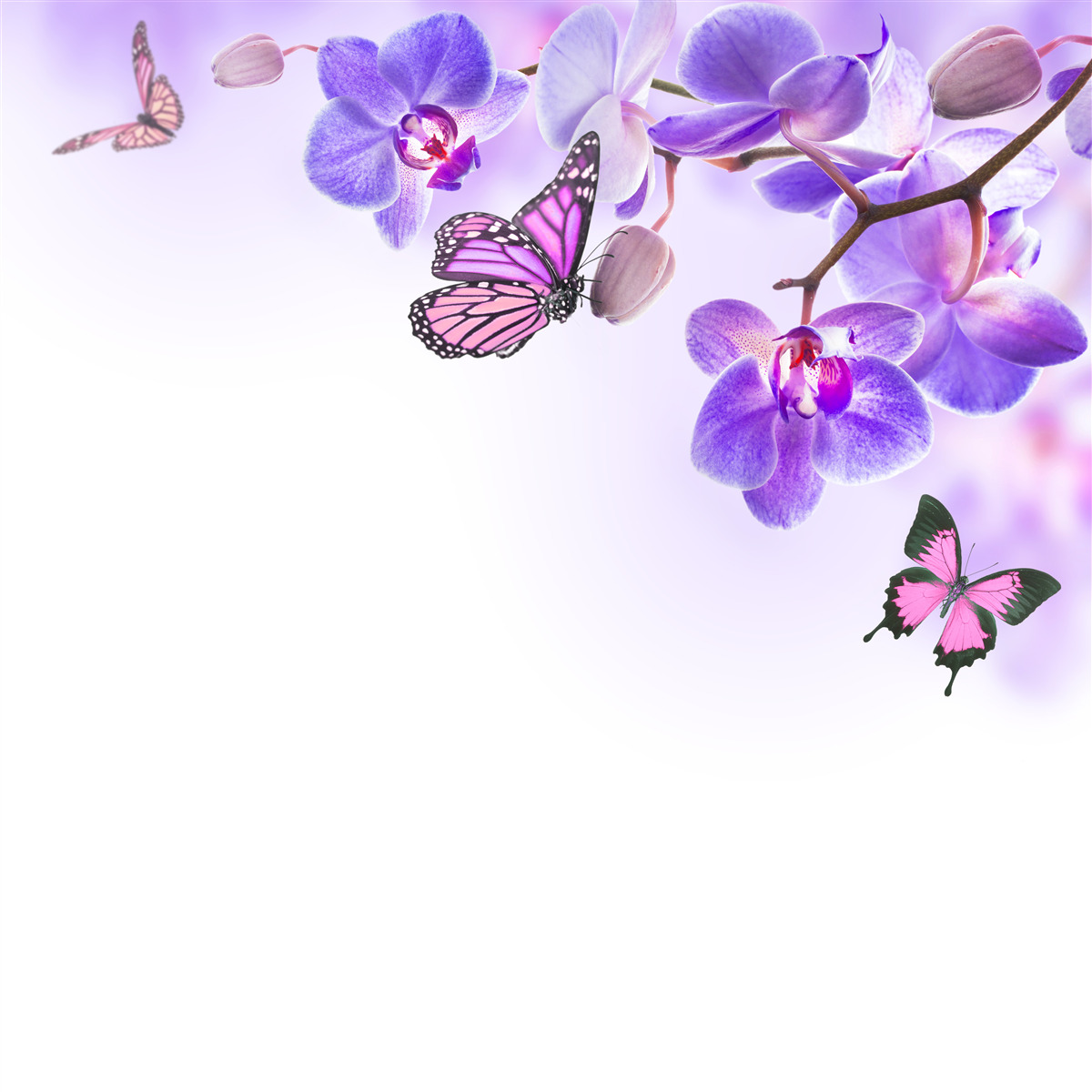 Фотошпалери метелики ширяють над орхідеями з фіолетово-блакитними пелюстками