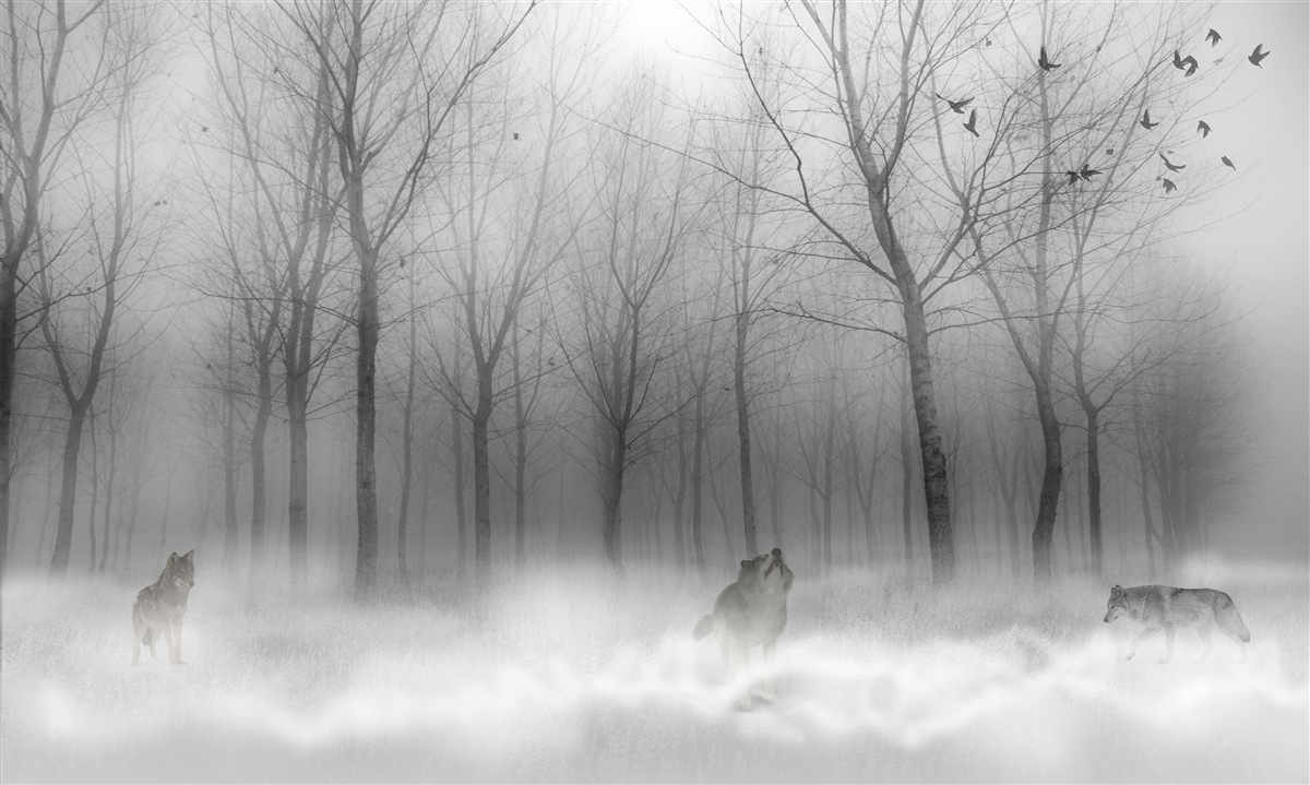 Фотошпалери зимовий день у лісі, оповитий туманом