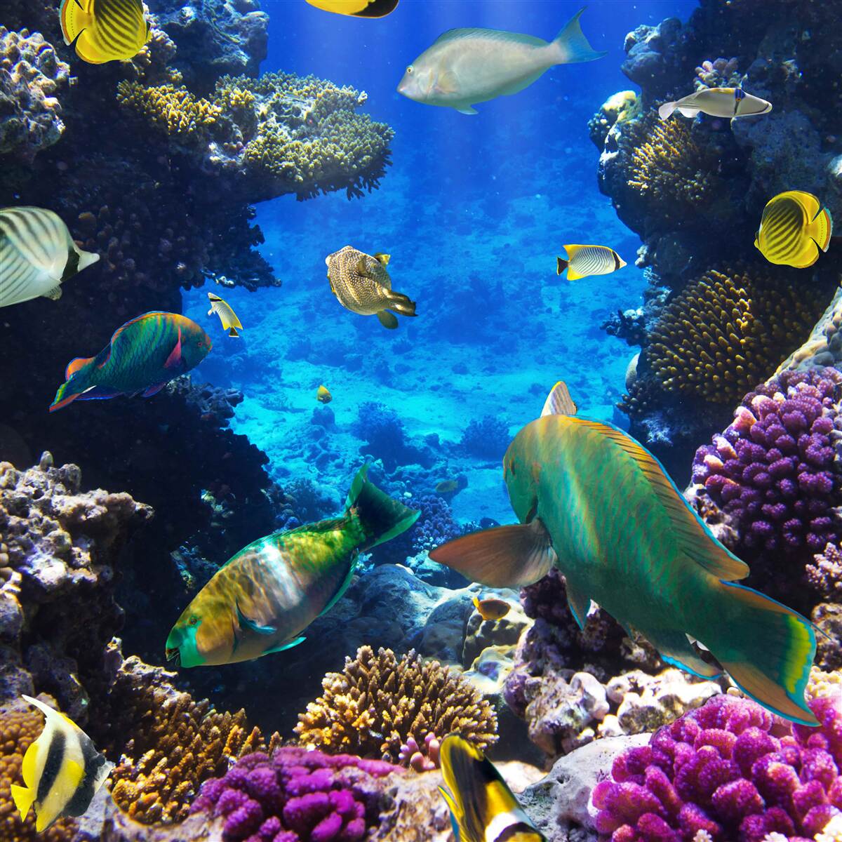 Фотошпалери таємничі глибини океану