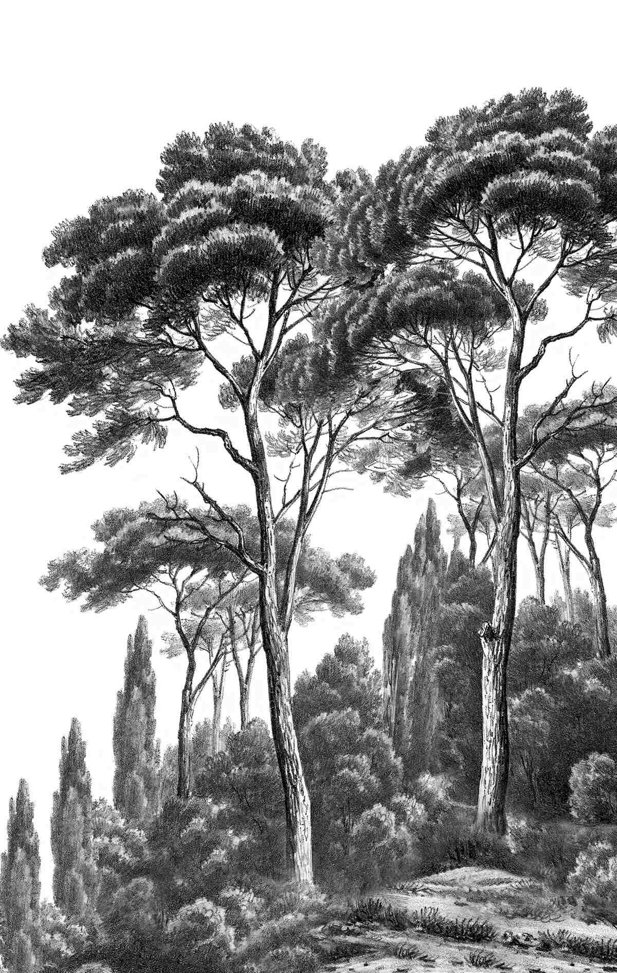 Фотошпалери сосни з Італії