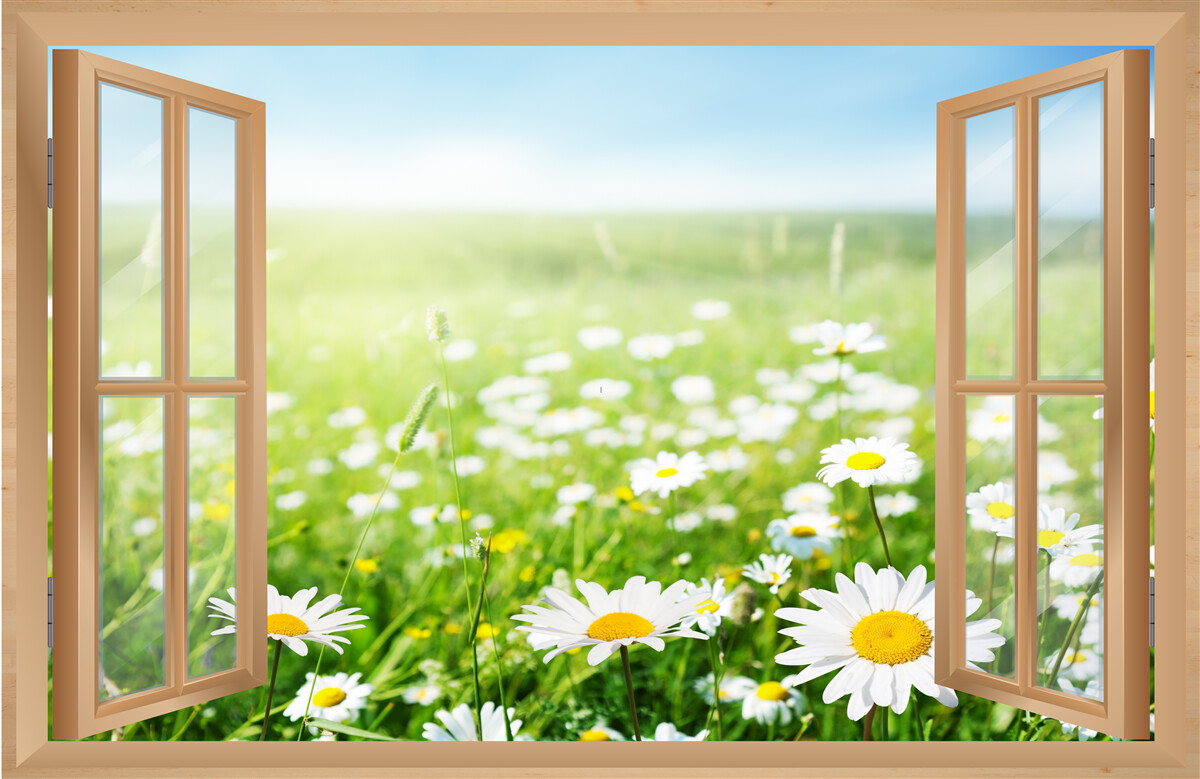 Фотошпалери панорама ромашкового поля