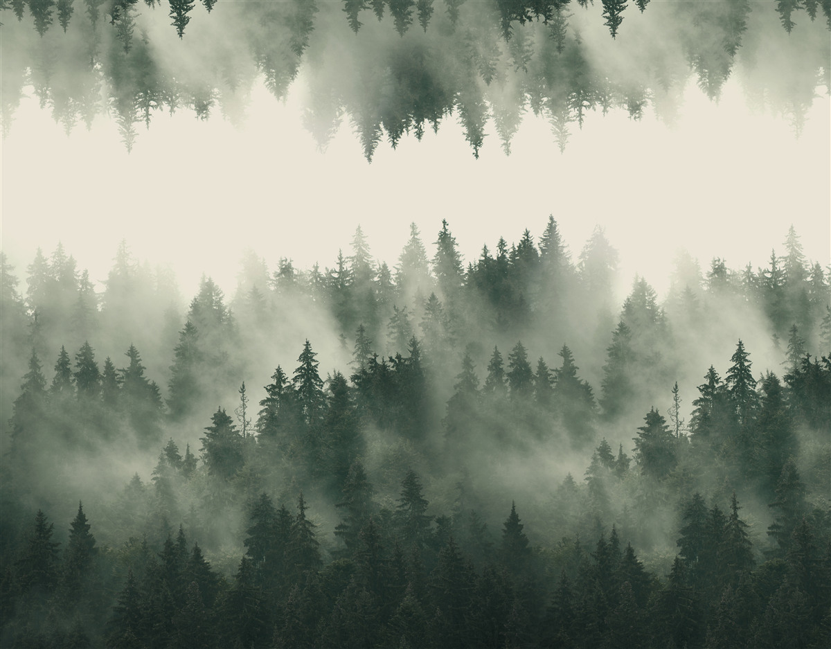 Фотошпалери туманний ліс з густою рослинністю