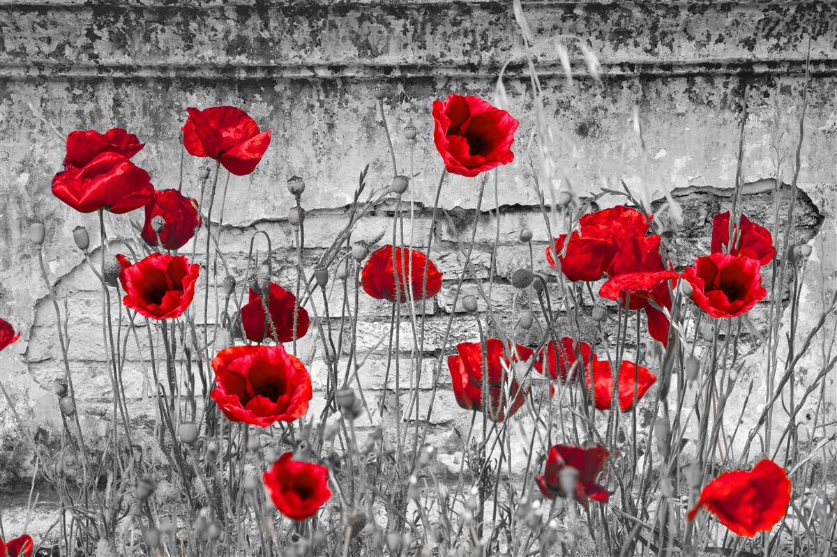 Фотошпалери червоні маки на сірому тлі