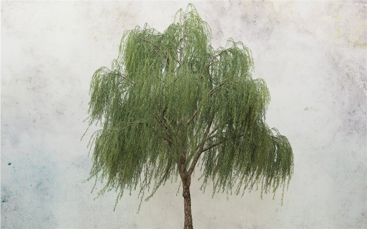 Фотошпалери плакуча верба