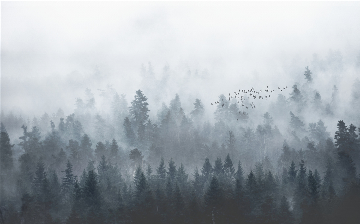 Фотошпалери ліс, оповитий туманом