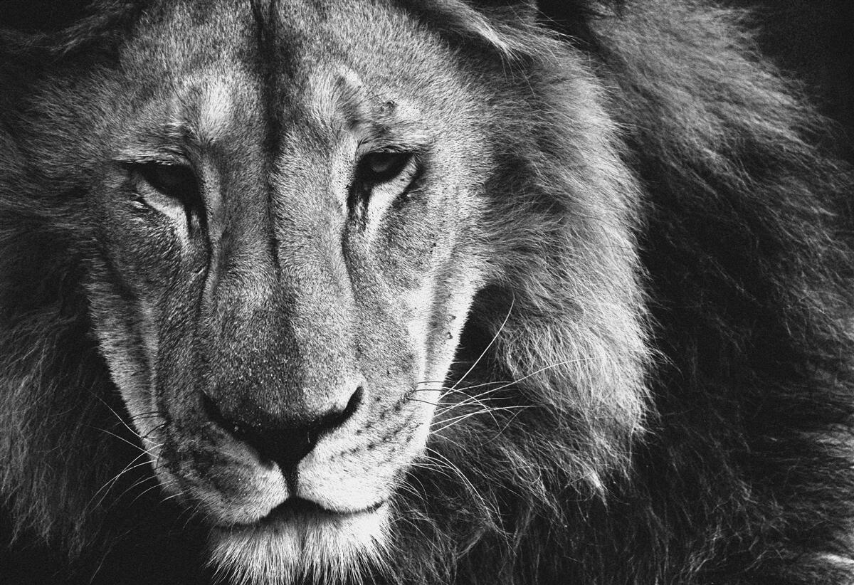 Фотошпалери чорно-білий портрет дорослого лева